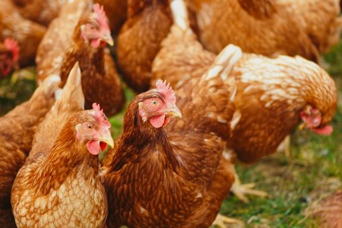 a close up of a chicken